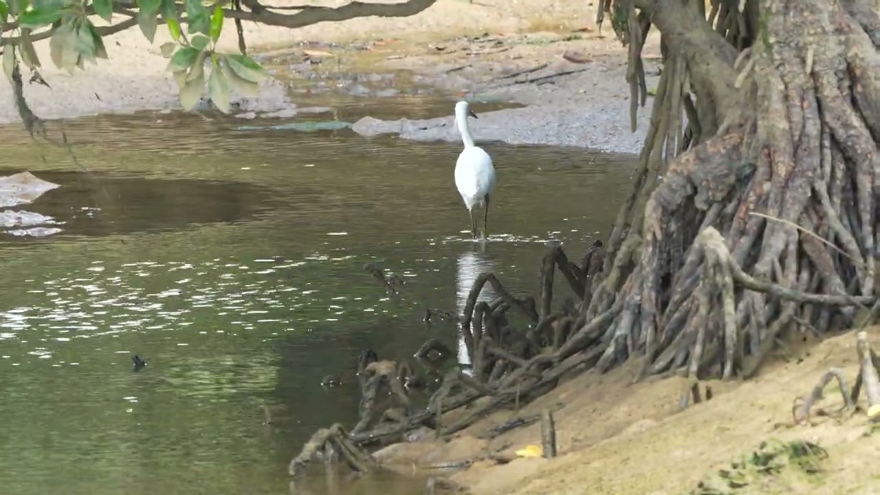 野鳥を探して