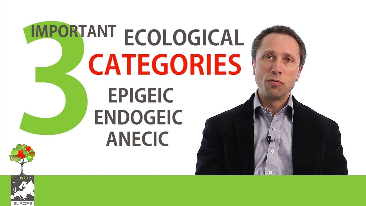 Bart Muys - Earthworms and their Role in Forest Ecosystems