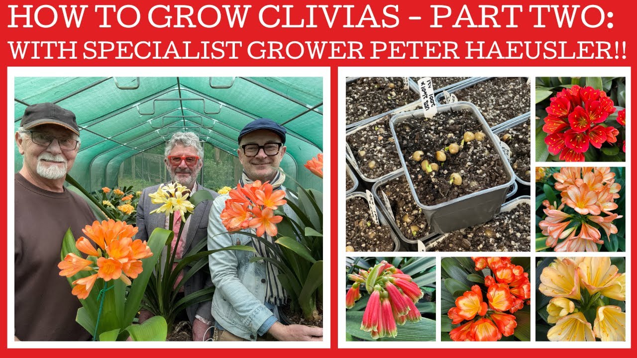 Как выращивать кливии — Часть вторая: с участием специалиста по выращиванию Питера Хауслера!!