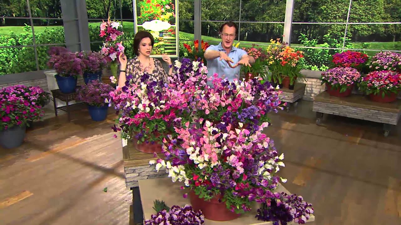 Roberta's 9-pc. Heat Loving Villa Roma Dwarf Sweet Peas with Jacque Gonzales