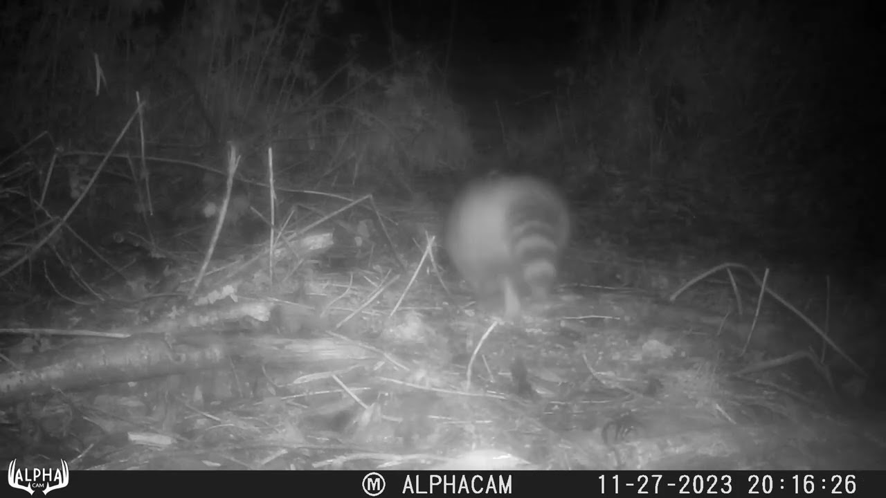 Neue Wildkamera fast versenkt! Seltene Ente, Füchse & Mehr