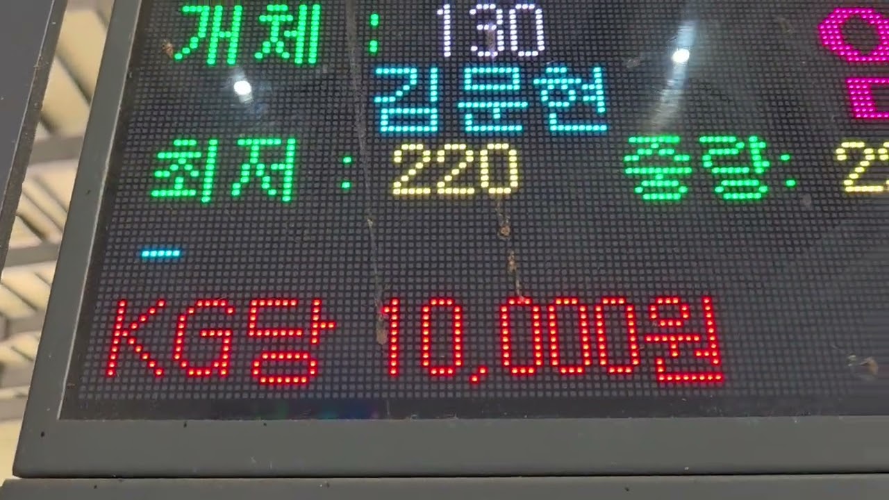 공주 경매장 이모저모 