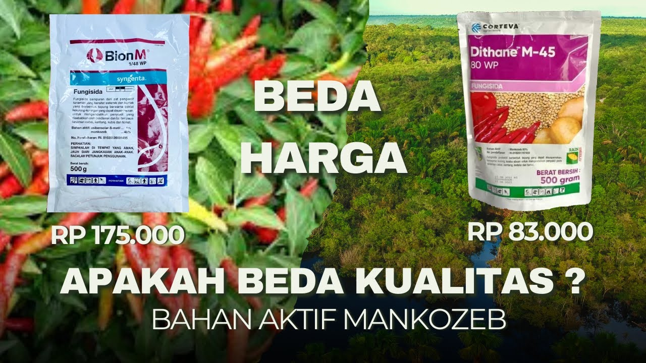 Review Manfaat Dan Keunggulan Fungisida Bion M 1/48 WP dan Fungisida Dithane M-45 80 WP