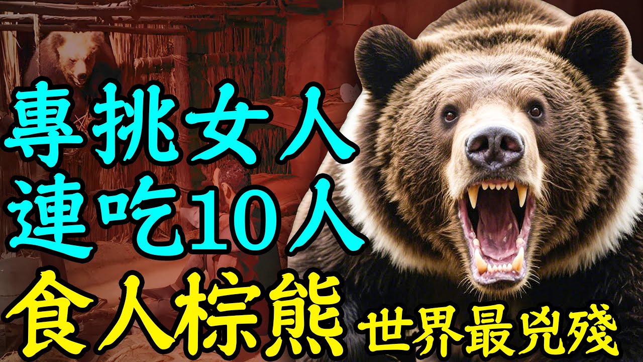 專挑女人，連吃10人！1915年北海道巨熊食人慘案，史上最兇殘！｜安小舟