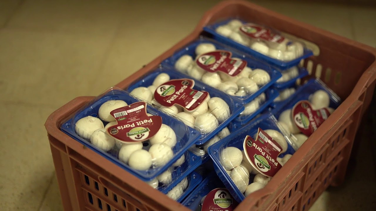 Spot Pub ( Petit paris champignon ) By Studio 4k 🎬