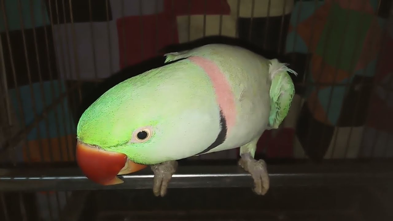 Max wonderful/cute sweet /beautiful/parrot in/world wow /talking /baby indian bird parrot wow