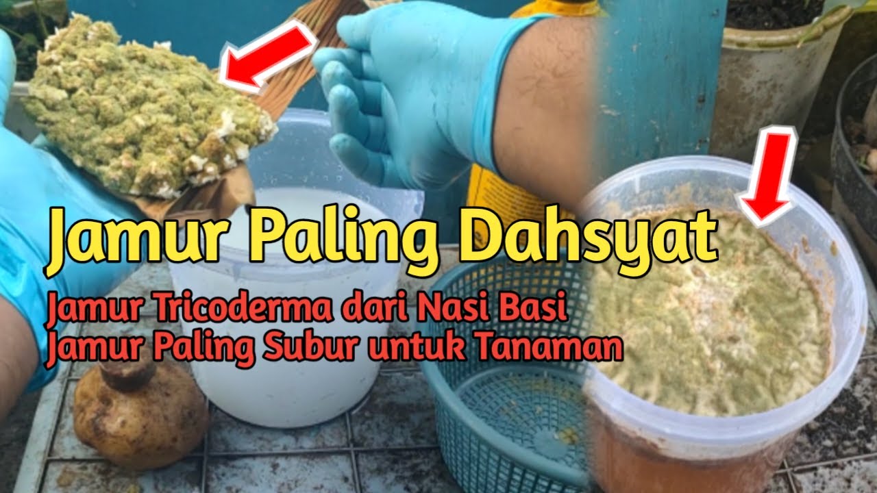 Membuat POC Super Subur dari Jamur Trichoderma pada Nasi Basi