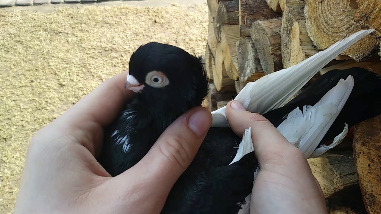 Prezentacja gołębi krótkodziobych