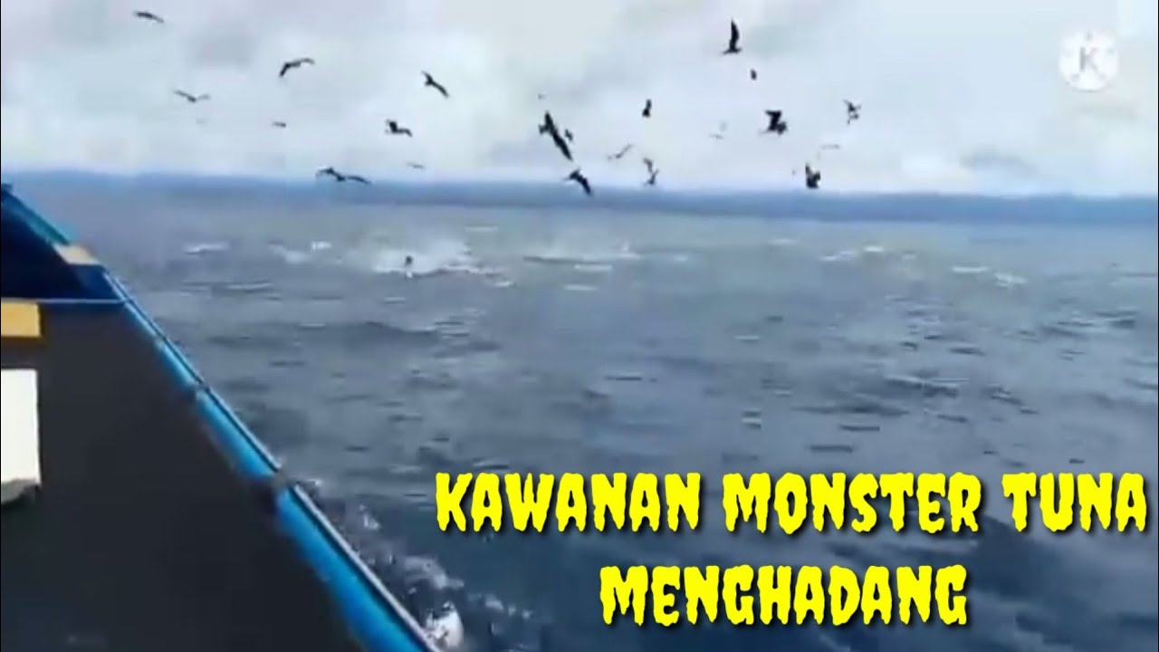 Mengerikan!!! Perjalanan Di Rompon Tiba-Tiba Di Hadang Kawanan Monster Big Tuna