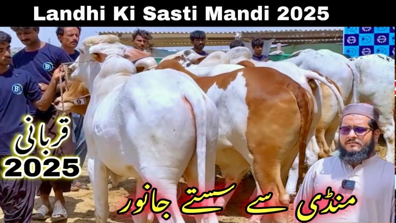 Landhi Me Qurbani 2025 Ki Sasti Mandi Lag Gaye 😍 | har range Ka Janwer ❤️ || Cow Mandi 2025