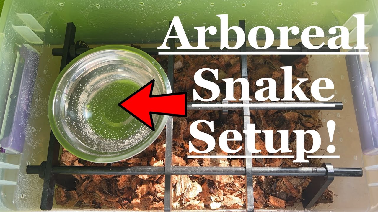 CHEAP Snake Hatchling Setup for Green Tree Pythons + Carpet Python Rehousing!