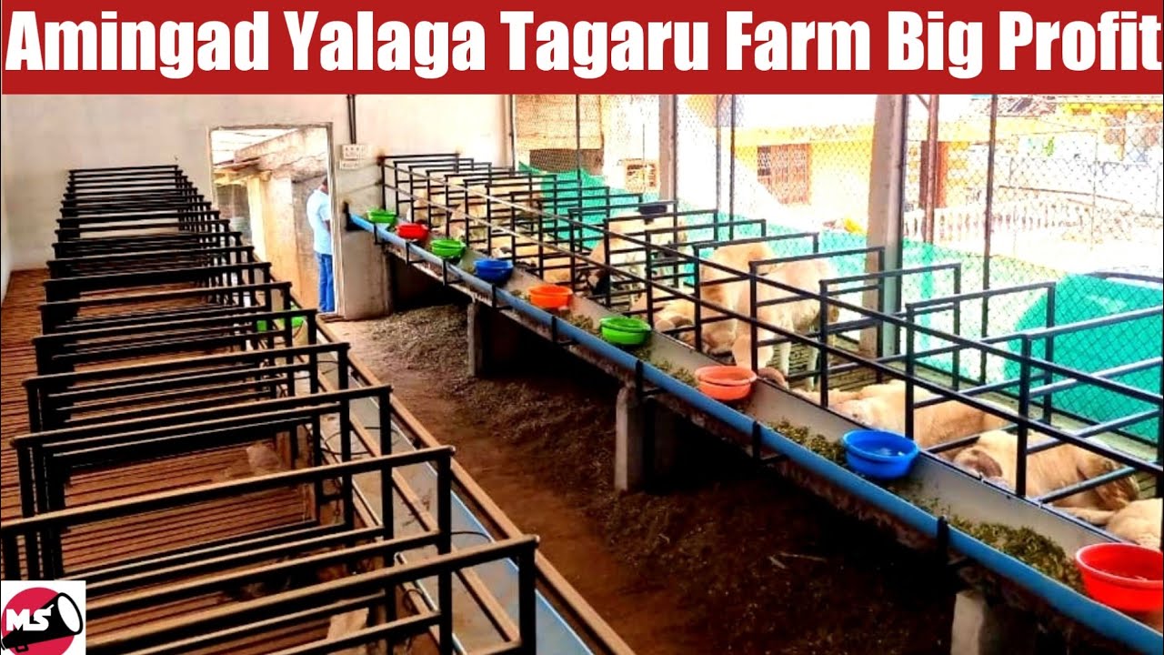 Amingad Yalaga Tagaru Farm @ Chanapatna | Kuri Sakanike Big Profit Business
