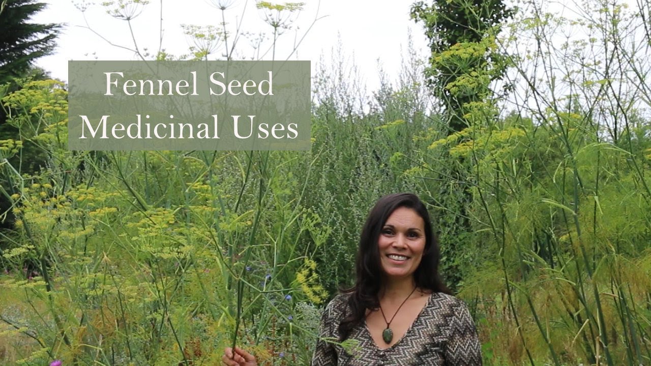 Medicinal Uses of Fennel with Marina Kesso