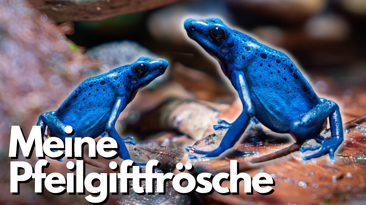 Die Pfeilgiftfr&ouml;sche sind eingezogen! (Dendrobates tinctorius &rdquo;azureus&rdquo;)