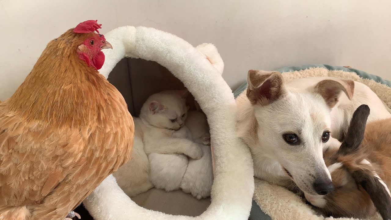 A hen and a kitten help a mother rabbit care for her babies, while a puppy and a duck come to help.