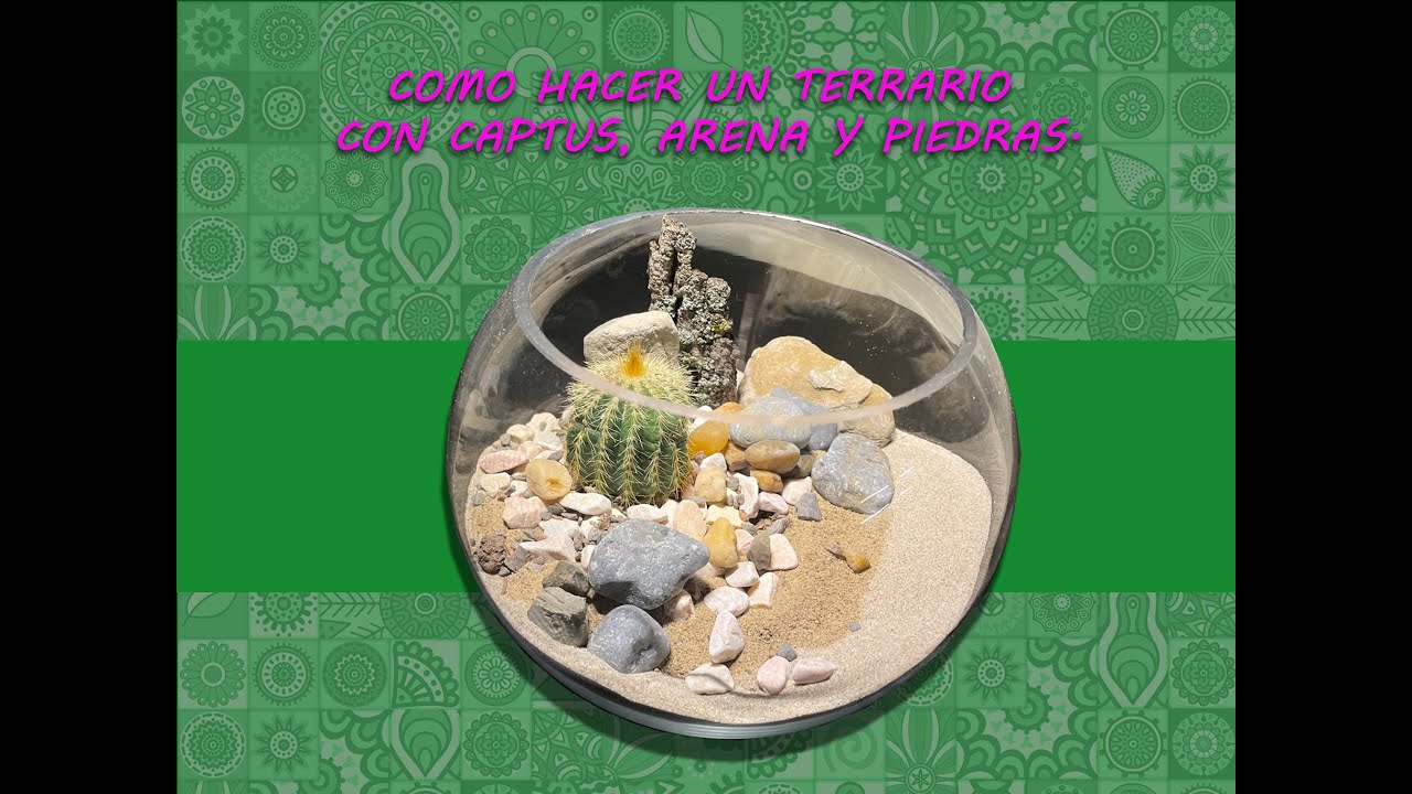 🌿 Cómo Hacer un Terrario Natural con Cactus, Arena y Piedras 🪴