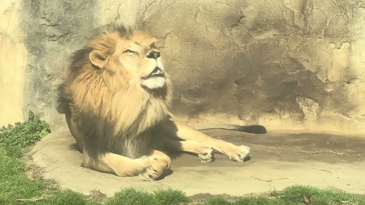 八木山動物公園   ライオン   サン  #音声そのまま