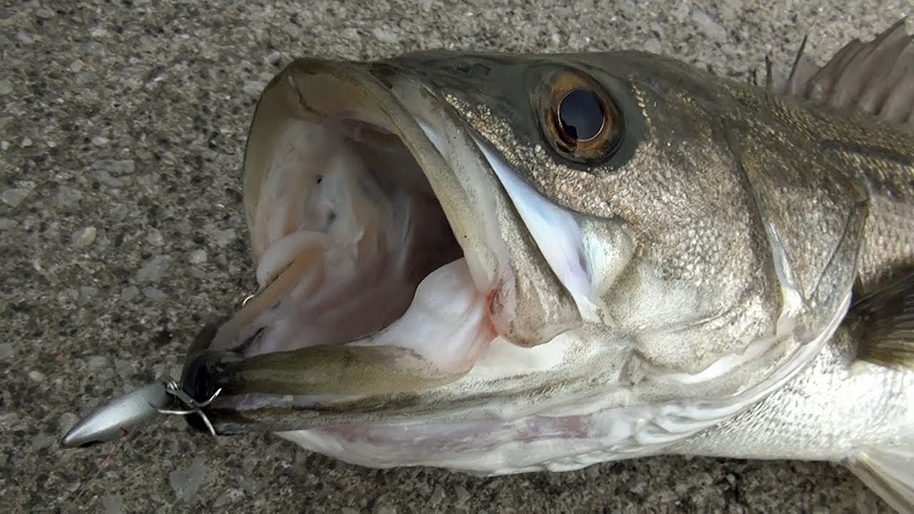 海釣天動画～周防大島のスズキ～