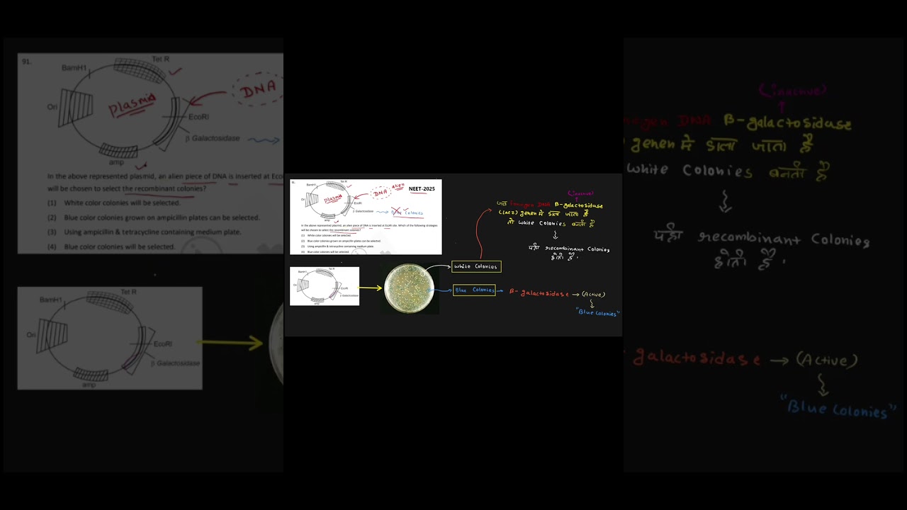 White vs Blue Colonies 🤍💙 | Blue White Screening in 30 Sec | NEET Biology