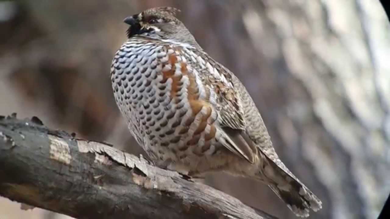 Korean forest in spring: displaying Hazel Grouse Tetrastes bonasia