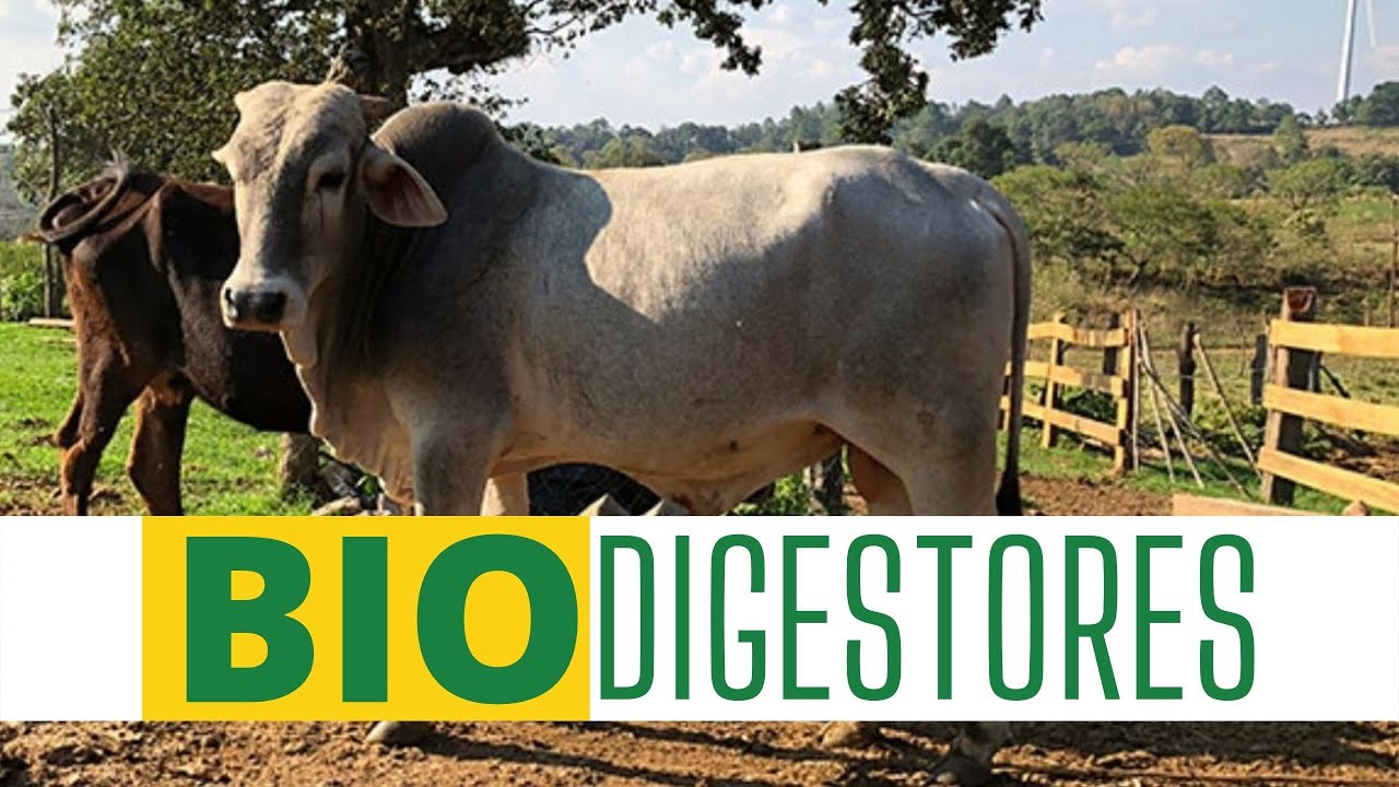 Biodigestor, una soluci&oacute;n para el tratamiento de los desechos animales
