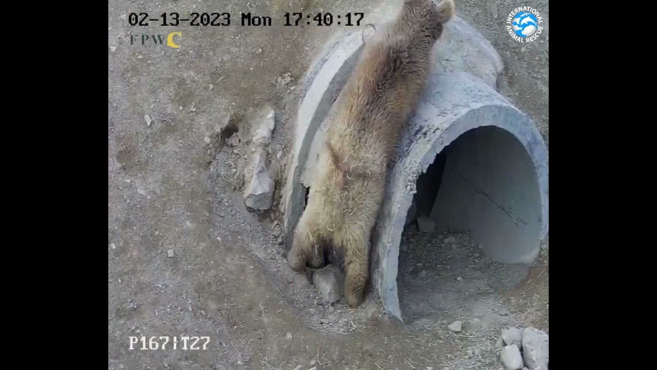 Bears Caught On Enclosure Cameras Before Hibernating