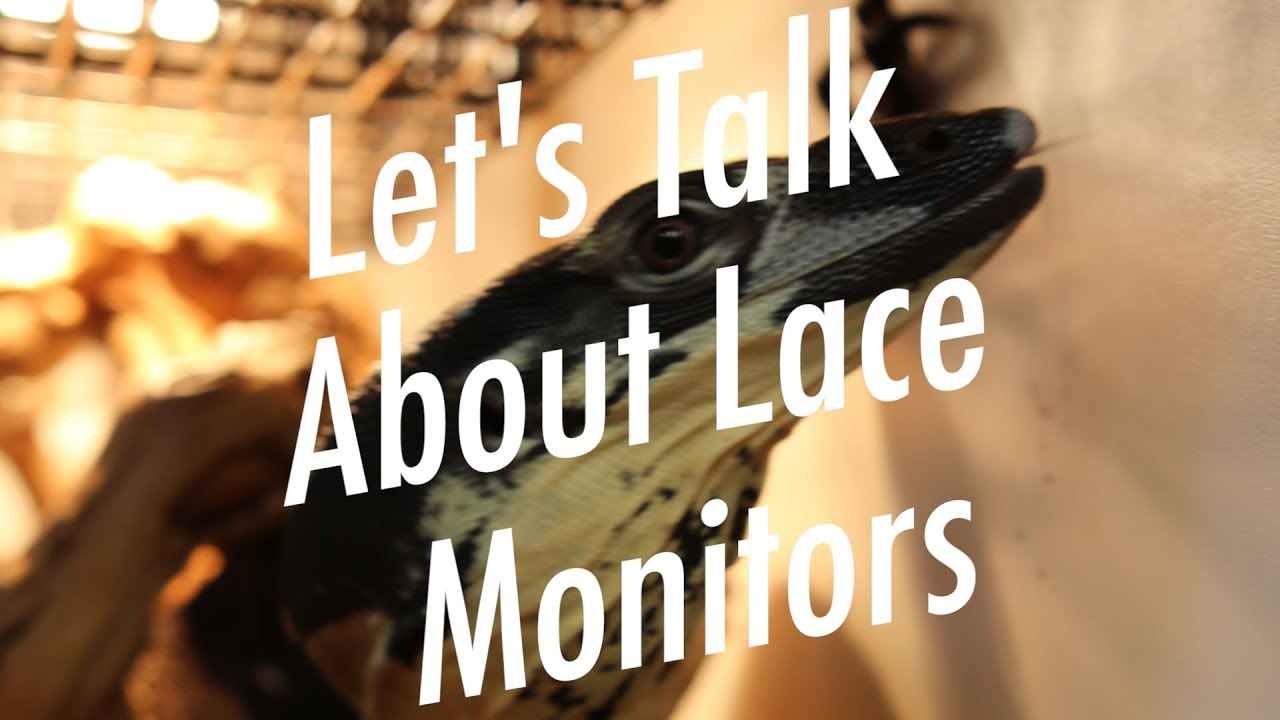 Let's Talk About LACE MONITORS! | $10,000 LIZARD!?