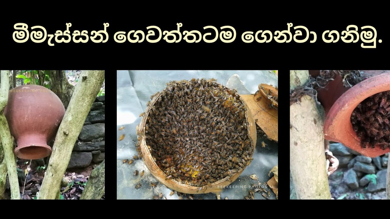 මීමැස්සන් ගෙදරට ගෙන්වා ගැනීමට රුකුලක් තියමු.
