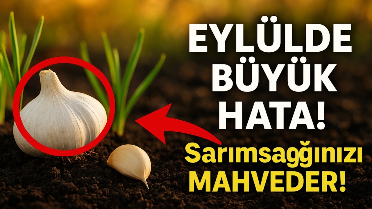 Eylülde sarımsak ekerken ASLA yapmayın! 🚫 Sarımsaklarınızın baş bağlamasını engelleyen en büyük ek