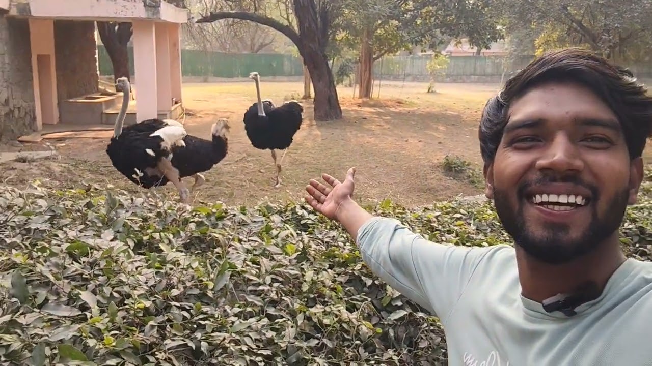 Delhi chidiya Ghar 