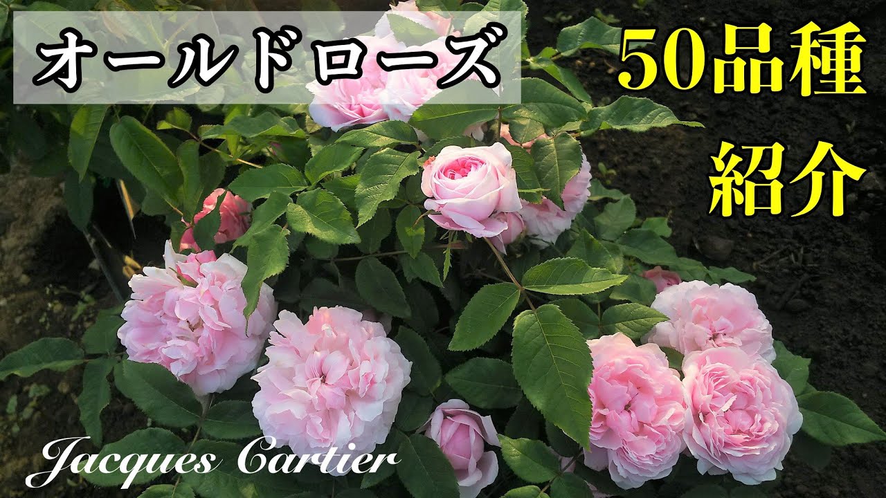 オールドローズ５０品種以上紹介 （22年5月中旬撮影）