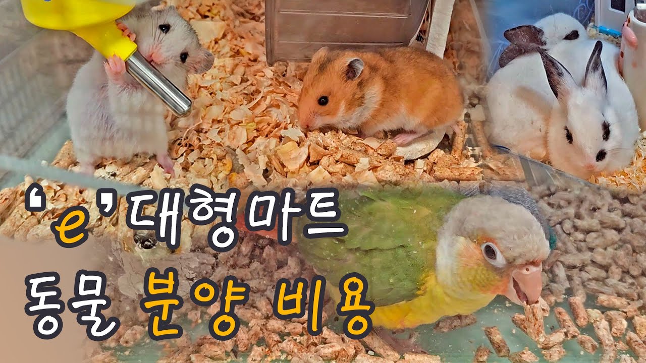 대형마트에서 분양하는 햄스터, 동물들 비용 알아보기