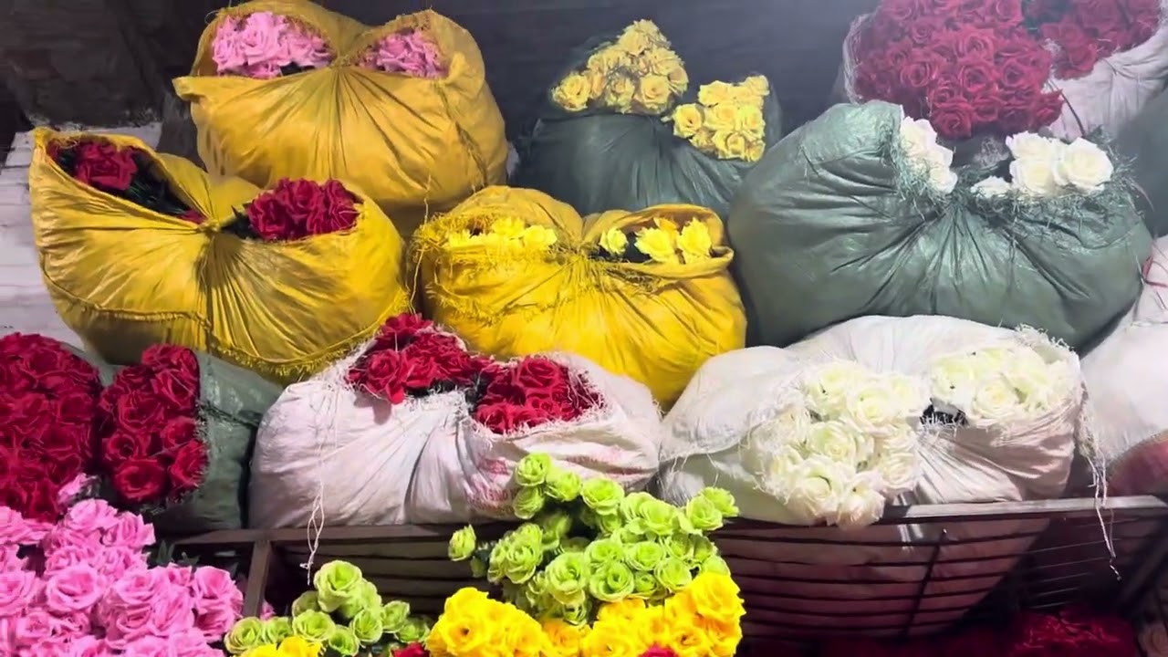 #foryou #foryou #flowers #bakraeidlover #rose #follow #beautiful #viral #tranding