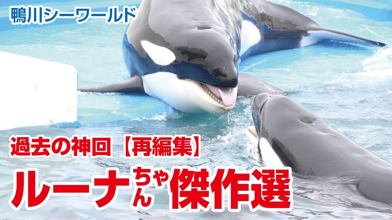 ルーナちゃん傑作選【過去の神回を再編集】Orcas at Kamogawa Sea World in Japan