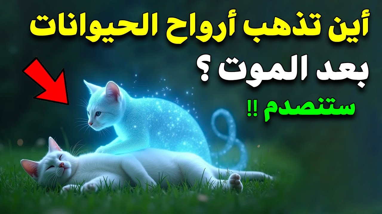 أين تذهب روح الحيوانات بعد الموت؟ الإجابة ستذهلك!