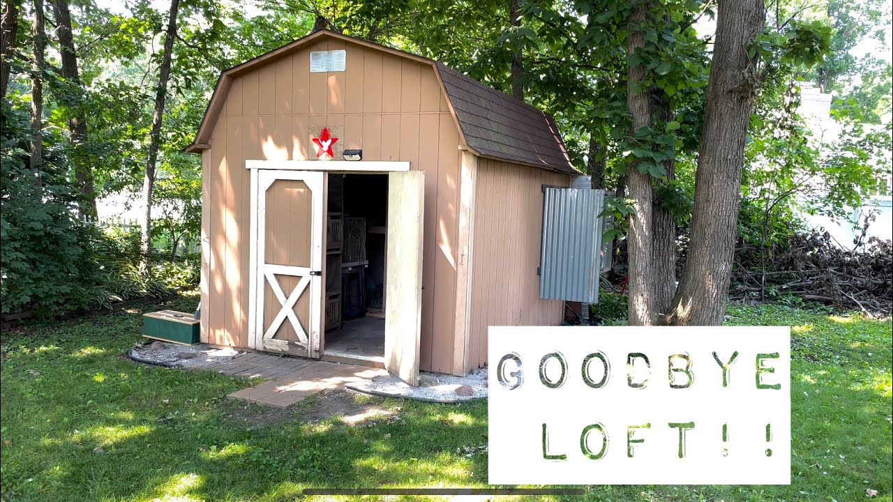 I'm Moving! Breeders For Sale Along With Young Birds