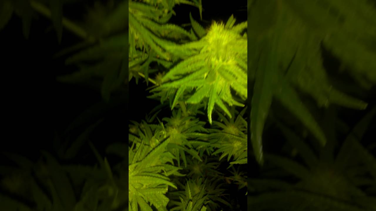 2016 outdoor grow