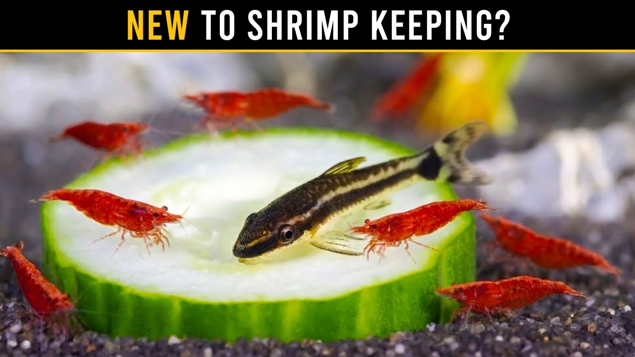 The BEST Shrimp To Start With And Their Tank Mates!