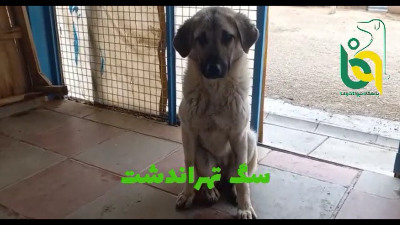 tehrandasht update 2025 1 10
