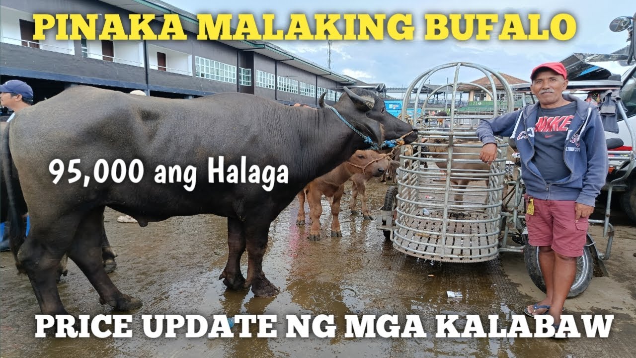 Mga binibentang Kalabaw sa Padre Garcia Batangas