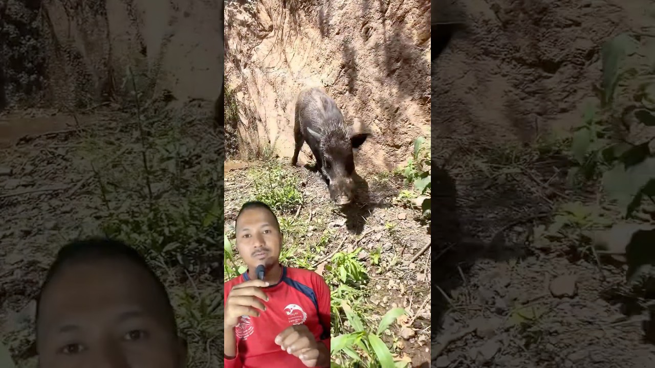 Badel Yati Baliyo Hune Raixa - Jungle Boar is Strong