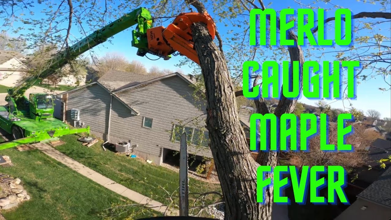 BIG Maple Removal over a HOUSE!! Merlo Assist