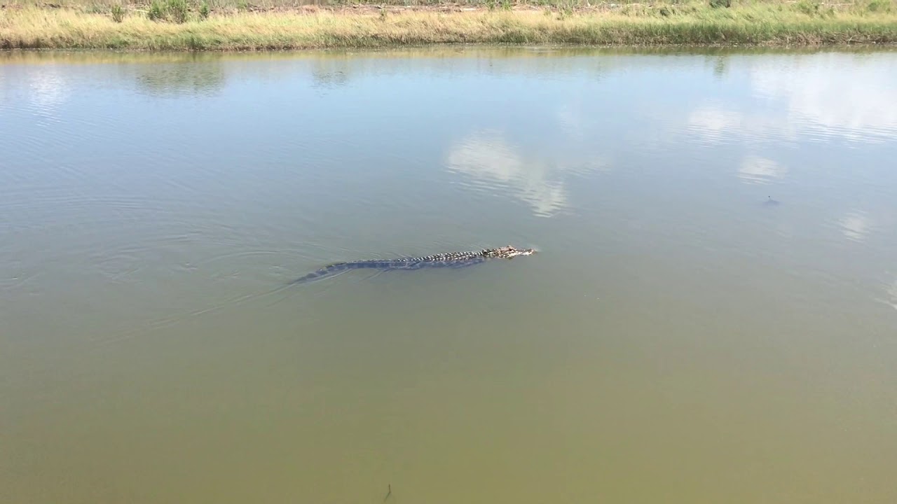 Ship Island Mississippi, Alligator!