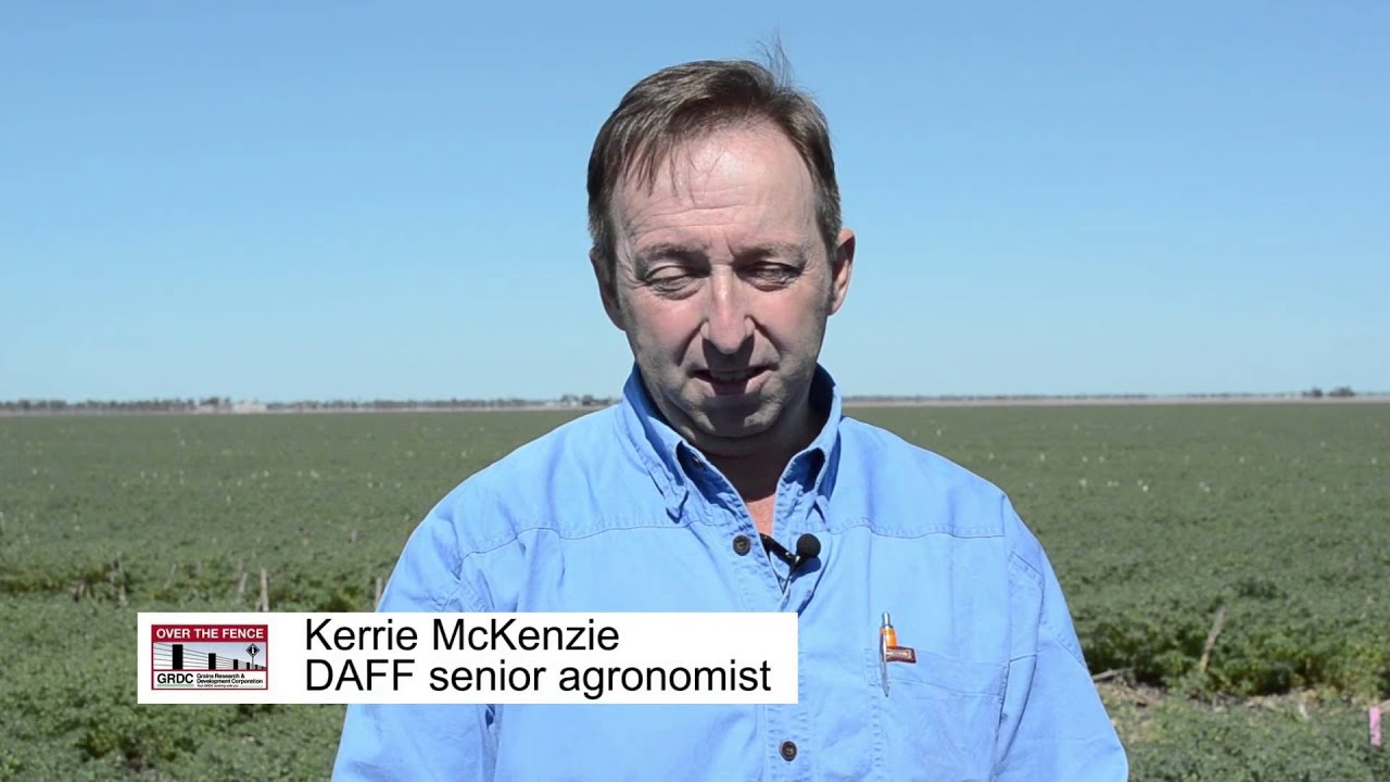 Over The Fence North: Narrow rows boost Dalby chickpea yields