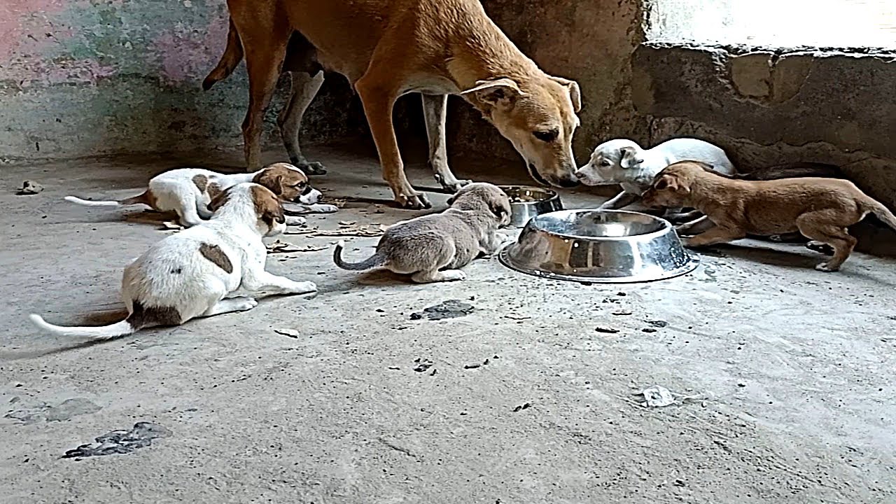 Mother dog doesn't want to share food with her own Puppies