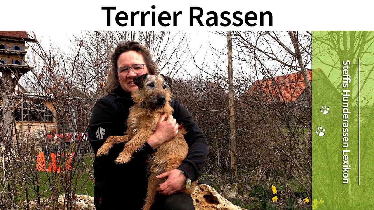 Steffi`s Hunderassen Lexikon ➡️ Terrier Rassen ➡️ Die Hunderasse Terrier ✔️