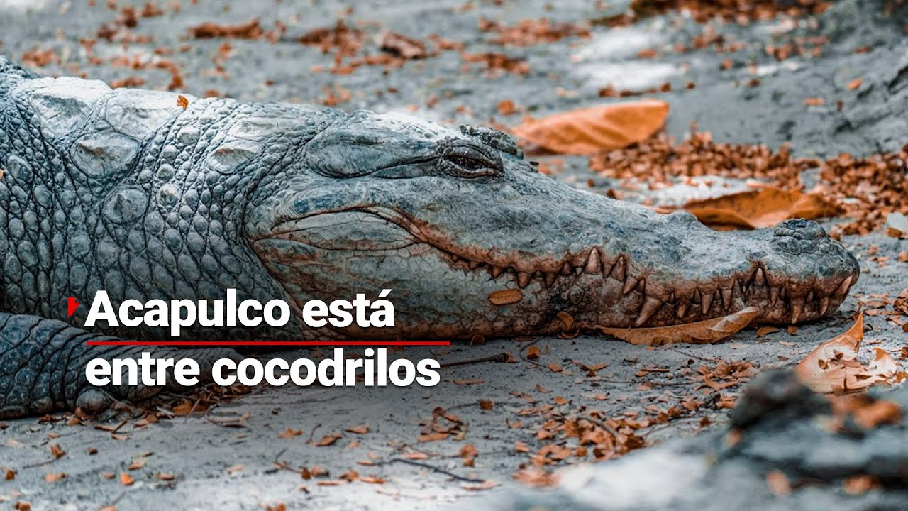 DEVASTACIÓN | Desde las alturas, así se aprecia Acapulco tras el paso del huracán John