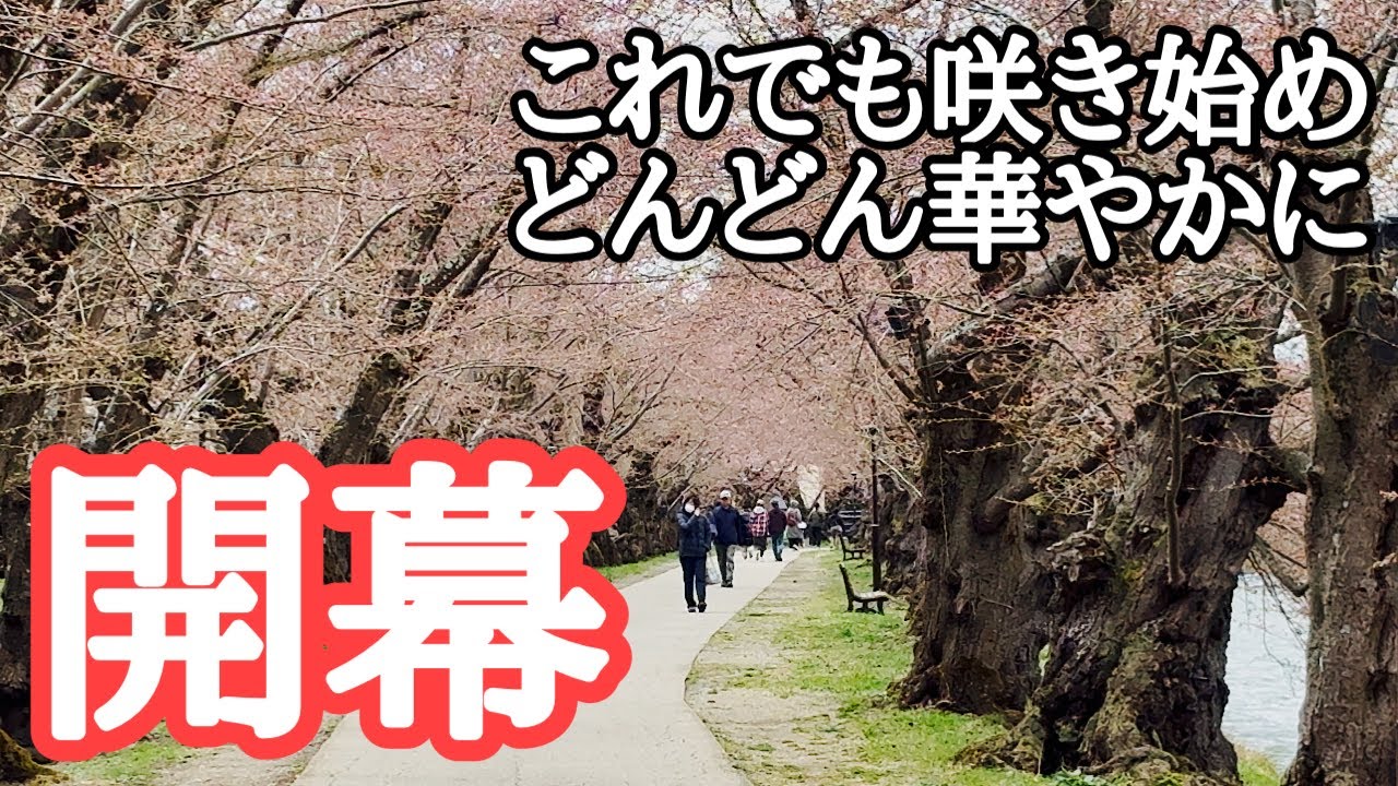 【2026弘前さくらまつり開幕】曇りのち晴れ・気温10℃、4月12日（日）の開花状況をお届けします