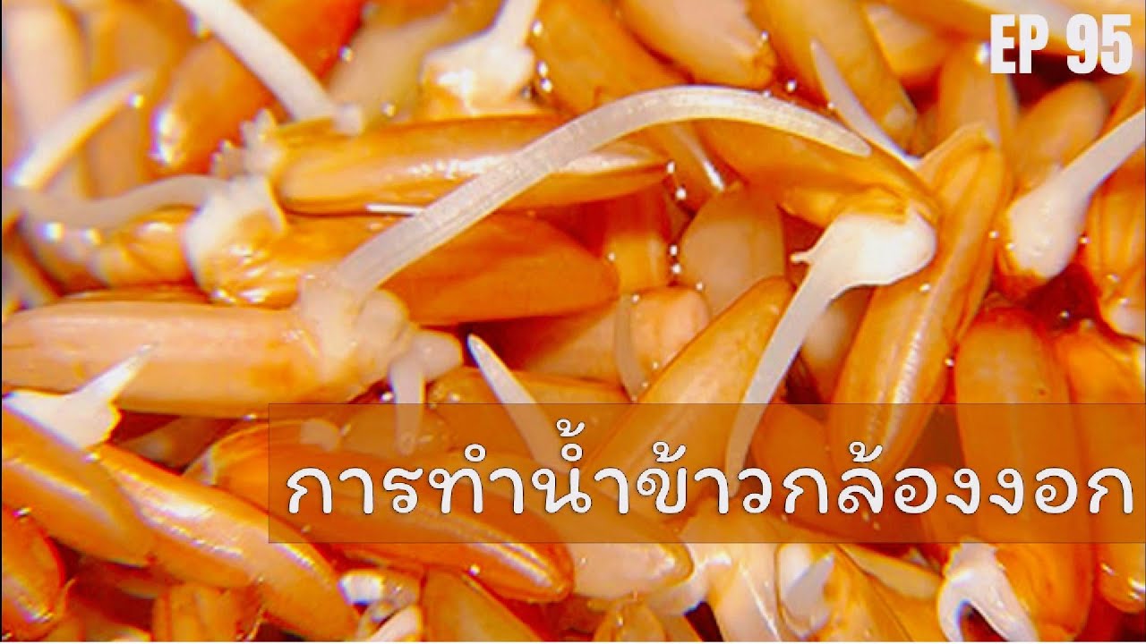 KU คู่ชุมชน : Ep.95 การทำน้ำข้าวกล้องงอก