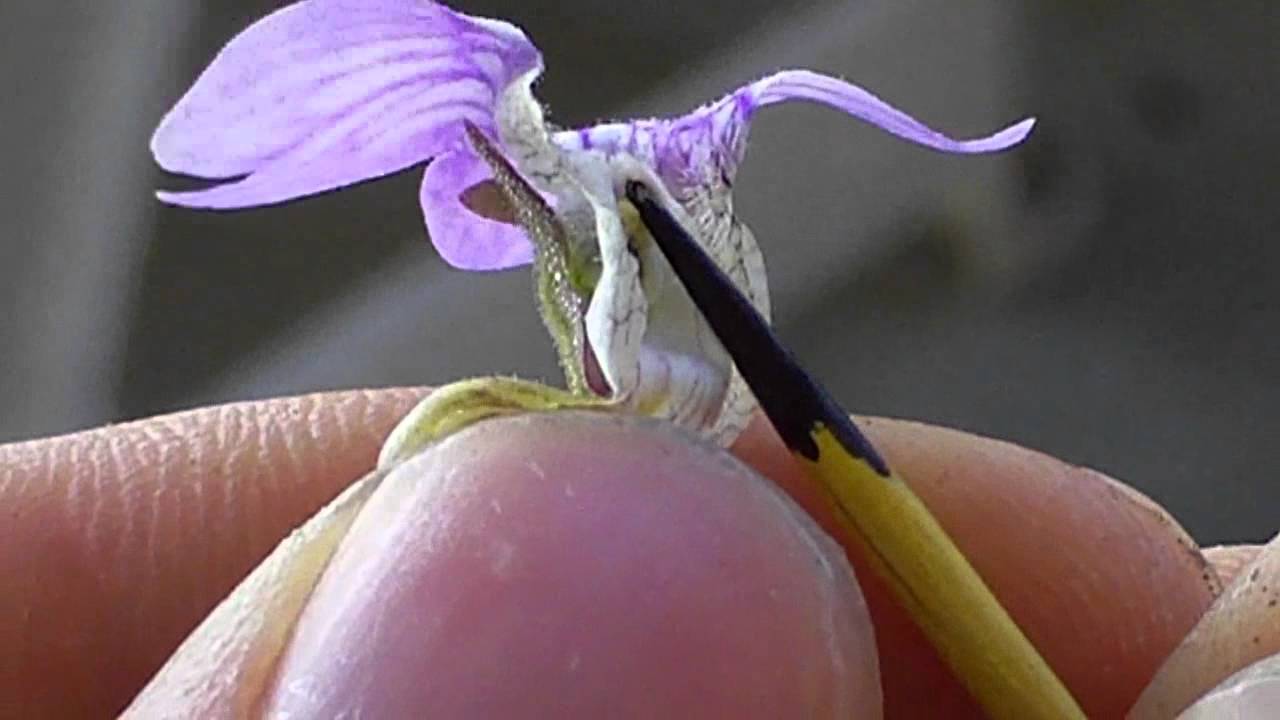 How to Pollinate Pinguicula--Step by Step